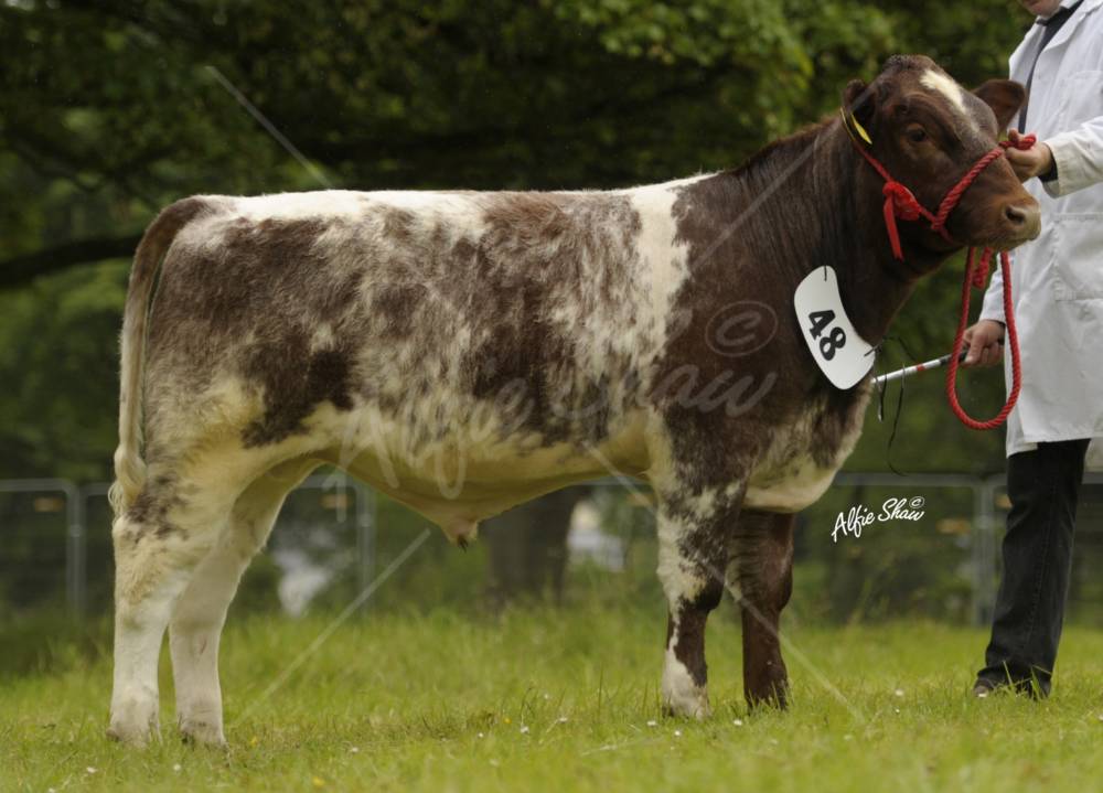 !st prize calf class - Uppermill Rambo 06/02/11